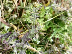 Lepidium heterophyllum