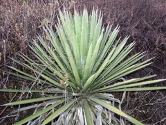 Yucca carnerosana
