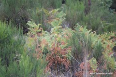 Dactylis glomerata hispanica