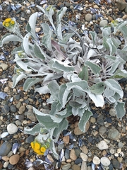 Senecio candidans