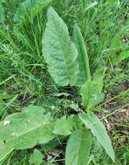 Verbascum nigrum