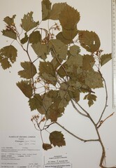 Crataegus coccinea coccinea