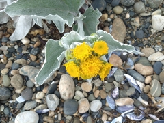 Senecio candidans