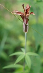 Lilium philadelphicum