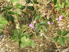Spergularia purpurea