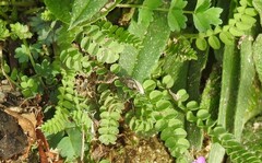 Ornithopus perpusillus