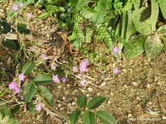 Spergularia purpurea
