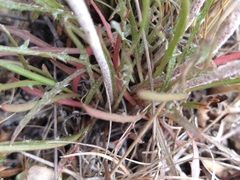 Hypochaeris incana
