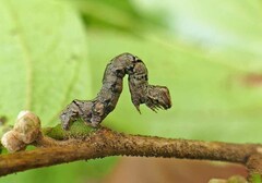 Ectropis crepuscularia