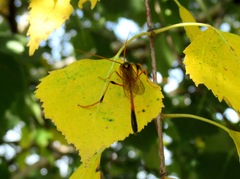 Therion circumflexum