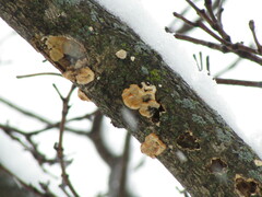 Antrodiella