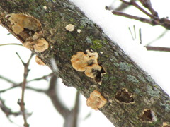 Antrodiella