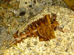 Undaria pinnatifida