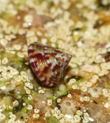 Calliostoma zizyphinum