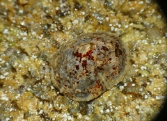 Patella