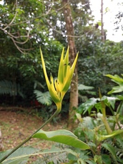 Heliconia hirsuta