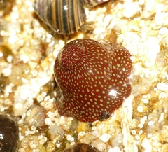 Actinia fragacea