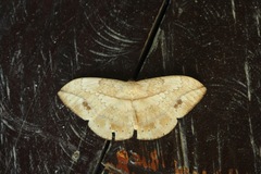 Sphingognatha asclepiades