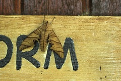 Marumba dyras