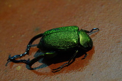 Chrysophora chrysochlora