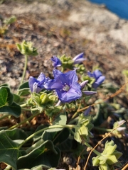 Jacquemontia abutiloides