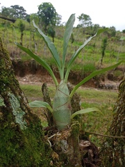 Catasetum maculatum image