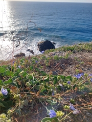 Jacquemontia abutiloides