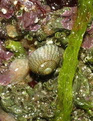 Steromphala cineraria
