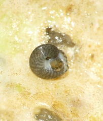 Steromphala cineraria