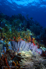 Callyspongia aculeata