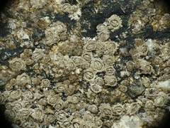 Chthamalus stellatus