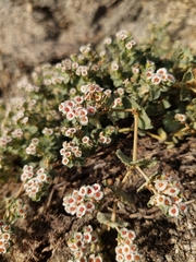 Euphorbia leucophylla