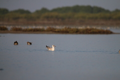 Chroicocephalus brunnicephalus