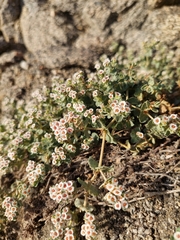 Euphorbia leucophylla