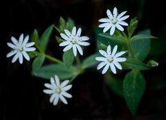 Stellaria pubera