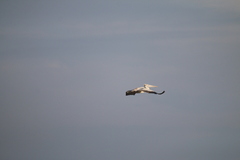 Pelecanus philippensis