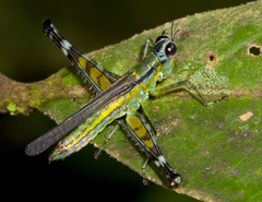 Eumastax