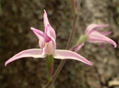 Cephalanthera rubra