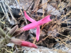 Anisacanthus puberulus