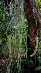 Rhipsalis