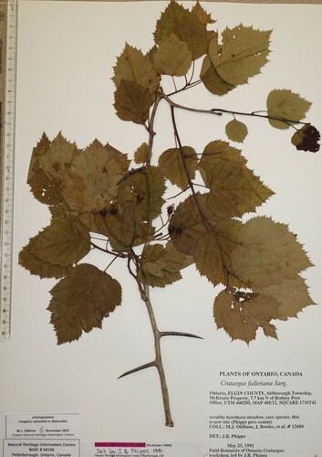 Crataegus coccinea var. fulleriana