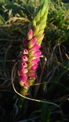 Spiranthes australis