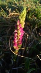 Spiranthes australis