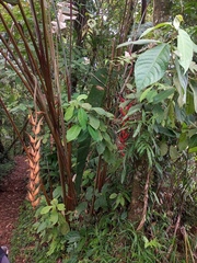 Heliconia longa