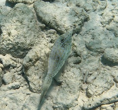 Aluterus scriptus