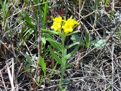 Lithospermum incisum