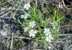 Cerastium arvense