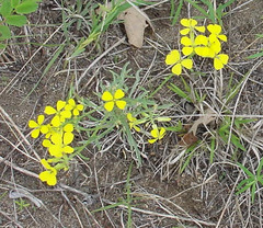 Erysimum asperum