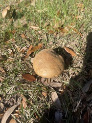 Pulchroboletus rubricitrinus