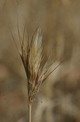 Bromus fasciculatus